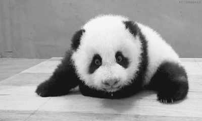 1557195562664023.gif 640-5.gif